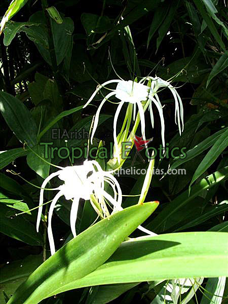 سوسن عنکبوتی ساحل